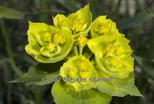 euphorbia graphic