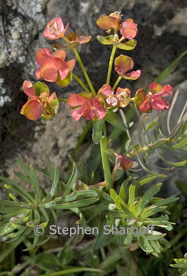 euphorbia subalpiine 1 graphic