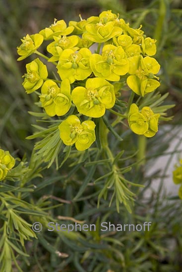 euphorbia subalpine 2 graphic