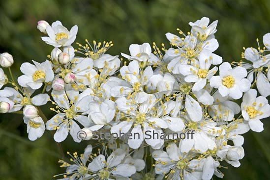 filipendula graphic