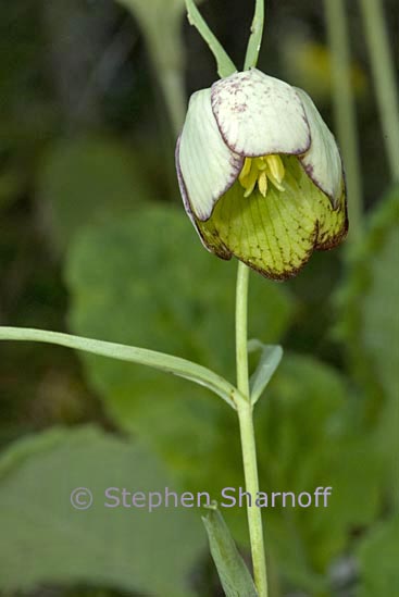 fritillaria involucrata graphic