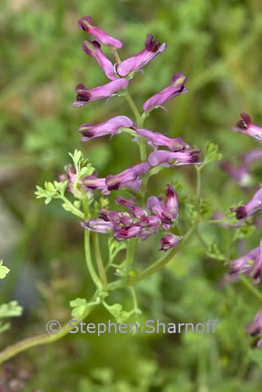 fumaria officinalis graphic