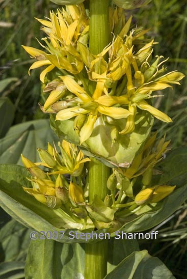 gentiana lutea graphic