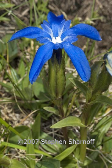 gentiana nivalis graphic