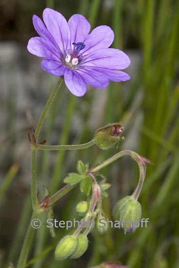 geranium pyreniacum graphic