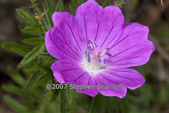 geranium sanguinium graphic