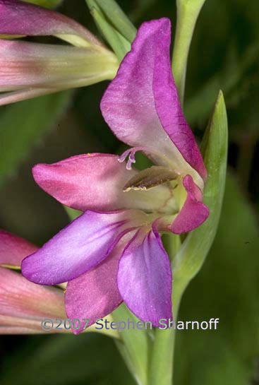 gladiolus communis byzantinus graphic