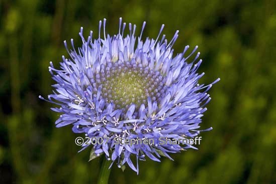 globularia alypum graphic