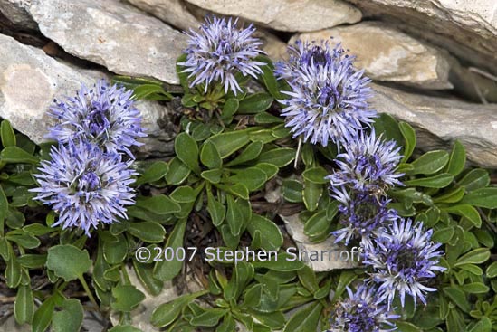 globularia cordifolia graphic