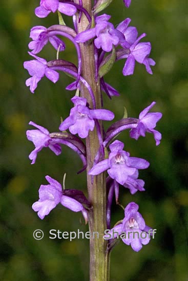 gymnadenia conopsea graphic