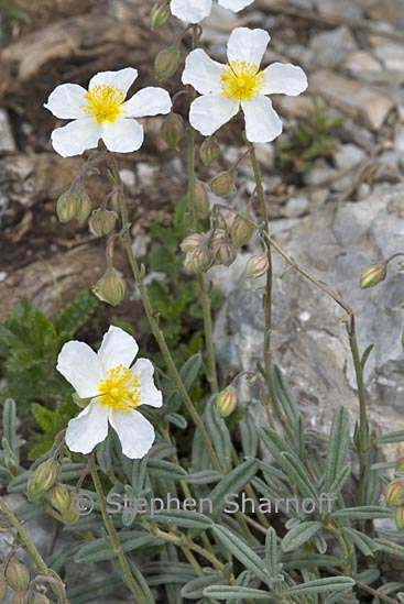 helianthemum appeninum 1 graphic