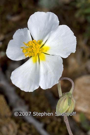 helianthemum appeninum graphic