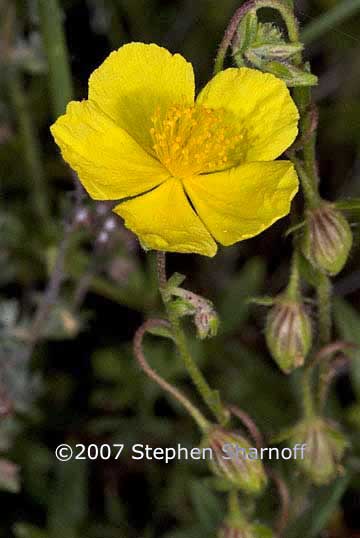 helianthemum oelandicum graphic