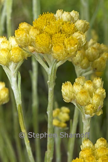 helichrysum stoechas 2 graphic