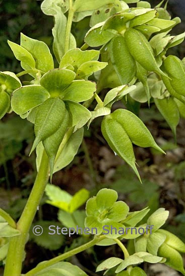 helleborus viridus graphic