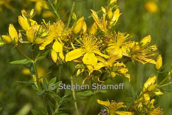 hypericum perforatum graphic