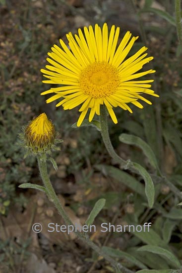 inula montana 1 graphic