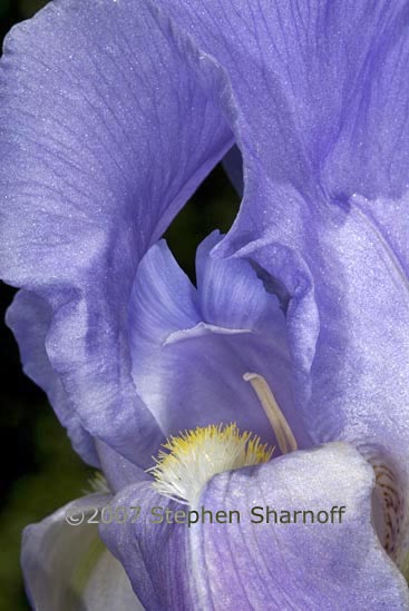 iris pallida graphic