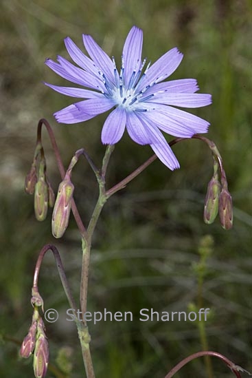 lactuca perennis graphic