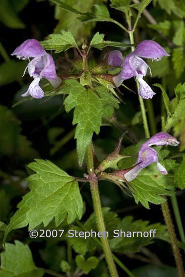 lamium maculatum graphic