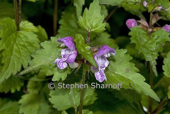 lamium maculatum 2 graphic