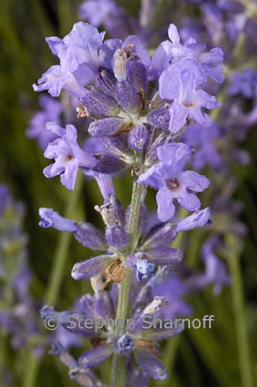 lavendula officinalis graphic