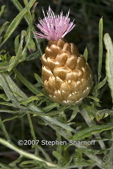 leuzea conifera graphic