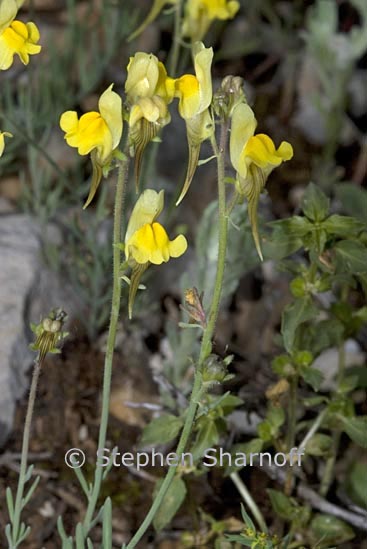 linaria supina graphic