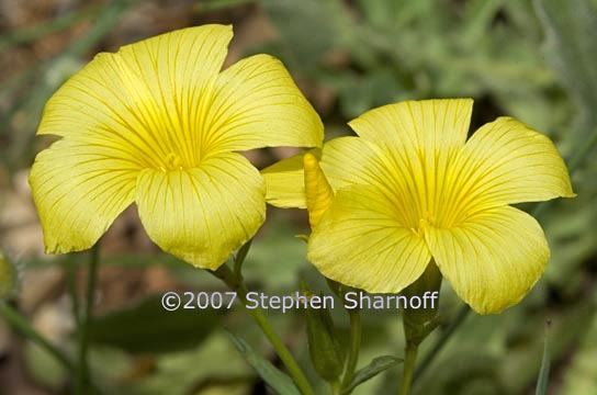 linum campanulatum graphic