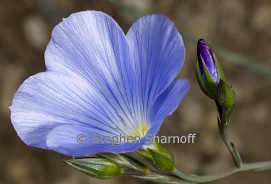 linum narbonense graphic