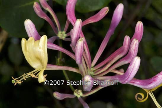 lonicera etrusca graphic