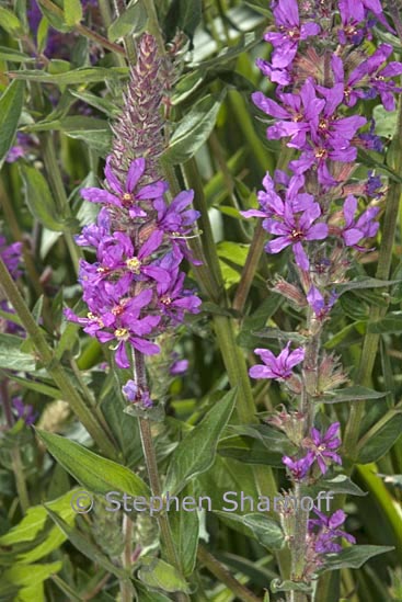 lythrum salicaria graphic