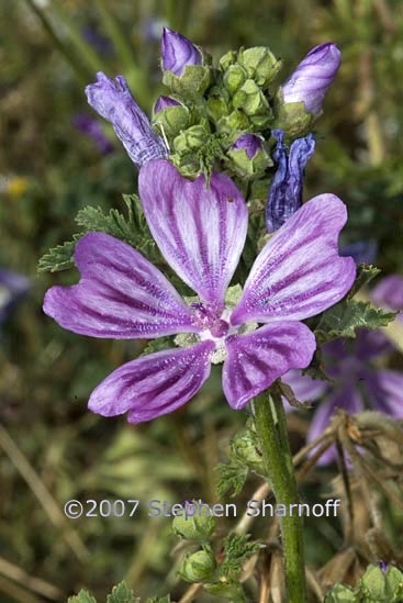 malva sylvestris graphic