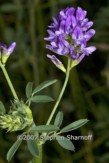 medicago sativa sativa graphic