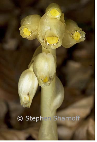 monotropa hypopitys graphic