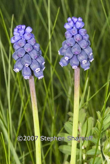 muscari armeniacum graphic