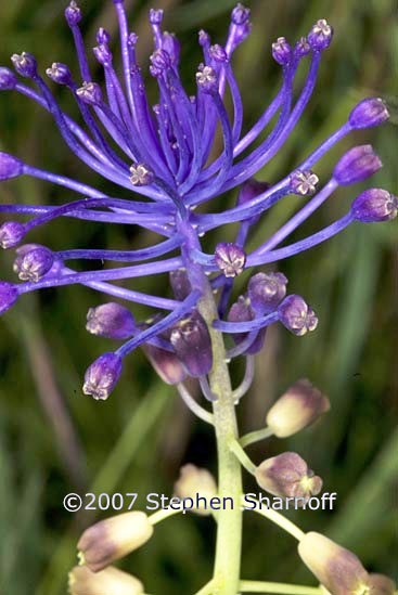 muscari comosum graphic