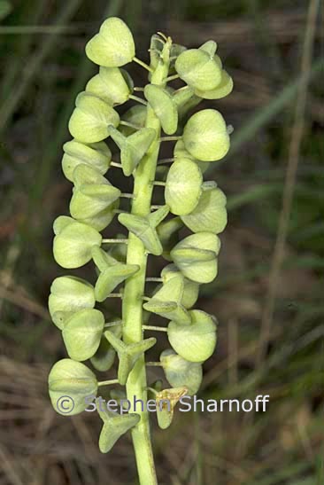 muscari neglecta seedhead graphic