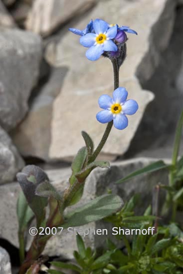 myosotis alpestris graphic