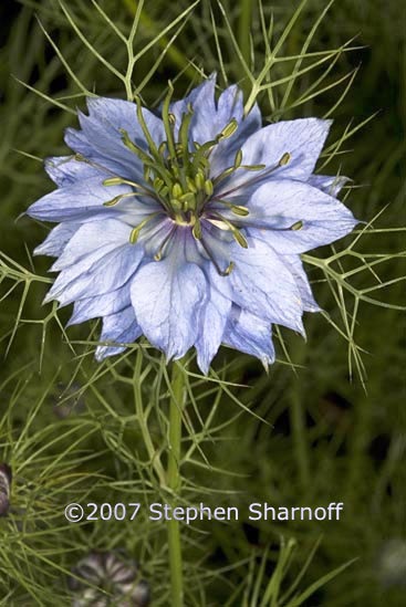 nigella damascena graphic