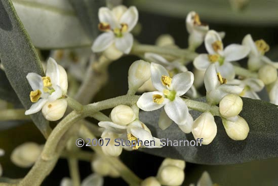 olea europaea graphic