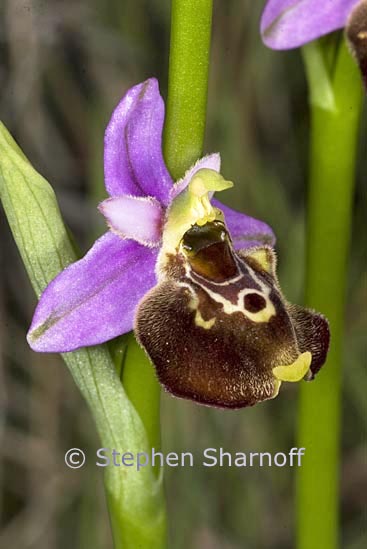 ophrys fuciflora? 2 graphic