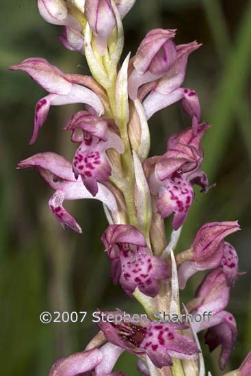 orchis coriophora graphic