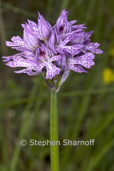 orchis militaris 1 graphic