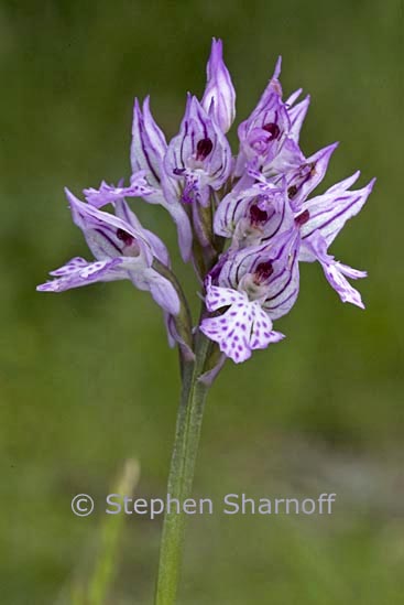 orchis militaris 2 graphic