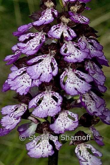 orchis purpurea 1 graphic