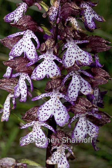 orchis purpurea 2 graphic