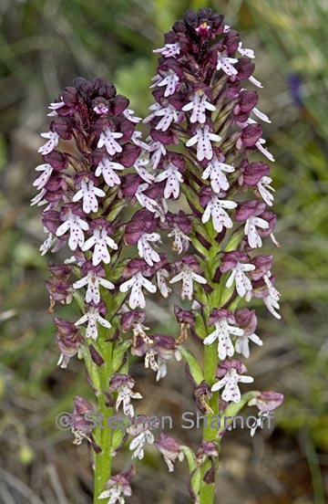 orchis ustulata graphic