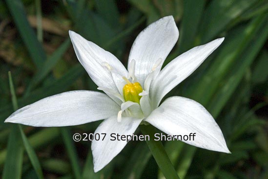 ornithogalum graphic