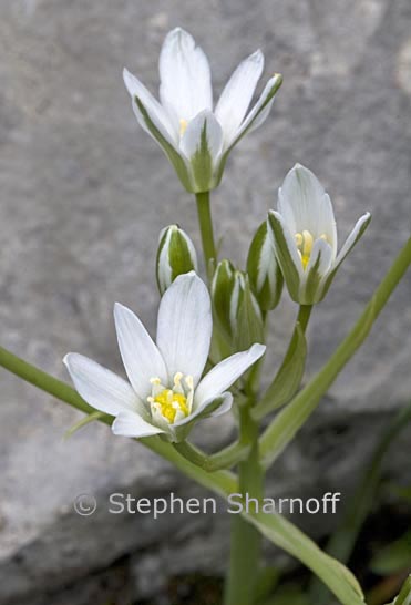 ornithogalum umbellatum 1 graphic